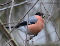 Bullfinch_Girdle Ness_050317a.jpg