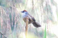 Chestnut-capped Babbler.jpg