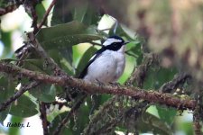 Little Pied Flycatcher.JPG