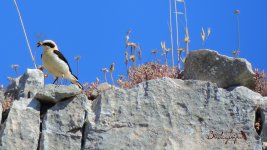 Black.eared Wheatear.JPG