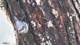 Chestnt-vented Nuthatch.JPG