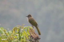 Mountain Bulbul.JPG