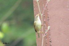 Radde's Warbler.JPG