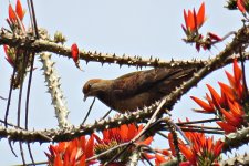 Little Cuckoo-Dove.JPG