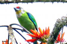 Golden-throated Barbet.JPG