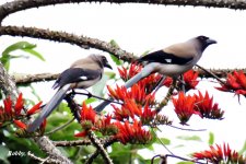 Rufous Treepie. 2.JPG