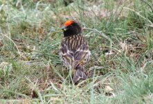 Red-fronted Serin.jpg