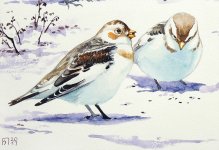 snowbunting-d2.jpg