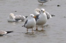 Mongolian Gull (Odd) (07) - Copy.jpg