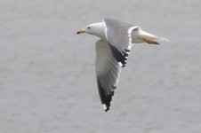 Heuglin's Gull (20) - Copy.jpg