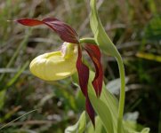 lady's slipper orchid_rsz.jpg