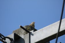 Rock Sparrow LANNE 4 5 2017.JPG