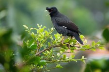 DSC06567 Crested Myna @ DB.JPG