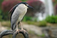 DSC06563 Black-crowned Night Heron @ DB.JPG