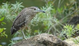 DSC06535 Black-crowned Night Heron @ DB.JPG