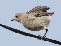 black redstart 6.jpg