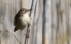 Fan tailed warbler 2.jpg