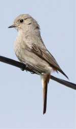 black redstart 3.jpg