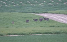 Fallow Deer.jpg