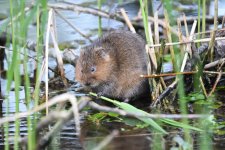 Water Vole (8).jpg