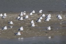 Mongolian Gull.jpg