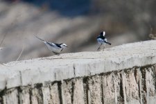 White Wagtail.jpg