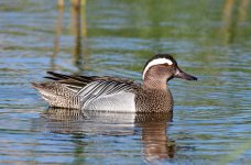 Garganey.JPG