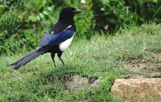 DSC07053 Magpie @ Pui O.JPG