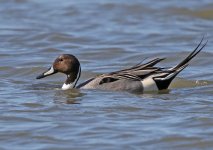 Pintail_5091.jpg