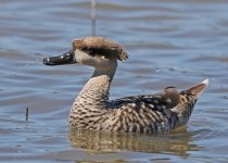 Marbled Duck_4995.jpg