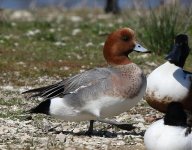 Wigeon_5045.jpg