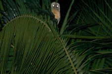 Ashy-faced Owl.jpg