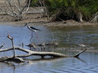 Curlew sandpipers (4).JPG