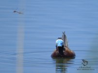 White-headed duck Osuna Sevilla.jpg