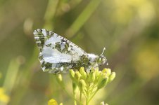 Western Dappled White sp 1.jpg