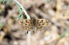 Mallow Skipper sp 1.jpg