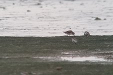 sandplover3b.jpg