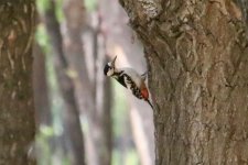 Great Spotted Woodpecker.jpg