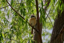 Brown Shrike (1).jpg