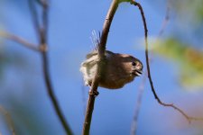 Vinous-Throated Parrotbill (1).jpg