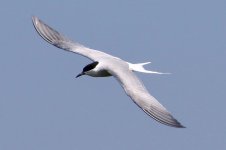 Common Tern (1).jpg