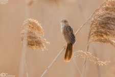 Grassbird,Marsh_004.jpg