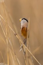 Parrotbill,Reed_023.jpg