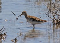 Z LQ 1 Pectoral Sandpiper Calidris melanotos Alikudi Pool  110517 01.jpg