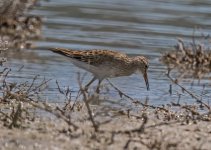 Z LQ 2 Pectoral Sandpiper Calidris melanotos Alikudi Pool  110517 01.jpg