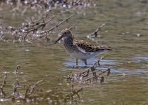 Z LQ 3 Pectoral Sandpiper Calidris melanotos Alikudi Pool  110517 01.jpg