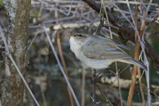 Chiffchaff (M)31032017Far PastureDSC_2331.jpg