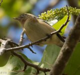 Bay Breasted Warbler 5-5-2017.jpg