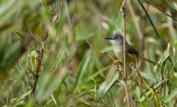 DSC06578 Yellow-bellied Prinia @ Sunset Peak.JPG