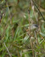 DSC06579 Yellow-bellied Prinia @ Sunset Peak.jpg